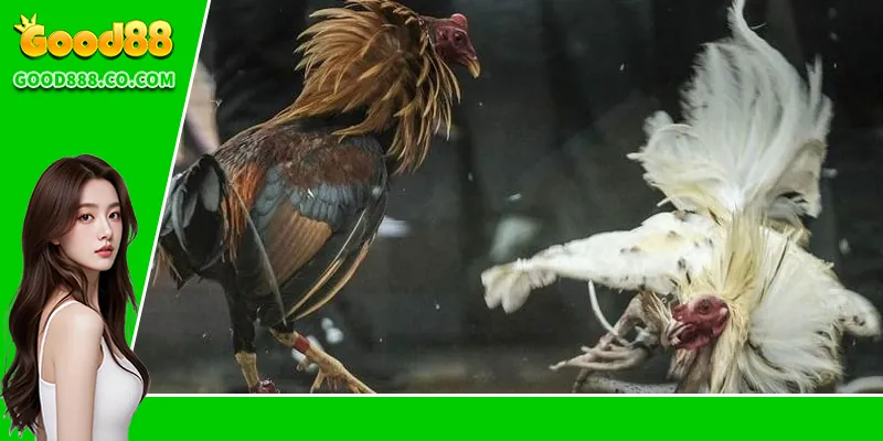 Đá Gà Chọi C1 – Giải Đấu Đỉnh Cao Dành Cho Người Đam Mê