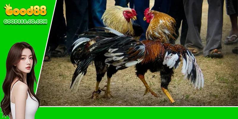 Đá Gà Thomo – Trải Nghiệm Đỉnh Cao Tại Trường Gà Nổi Tiếng