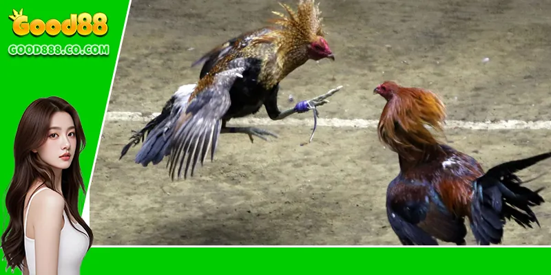 FAQs về đá gà Thomo