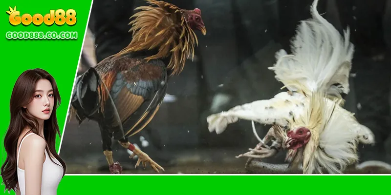 FAQs về sảnh đá gà