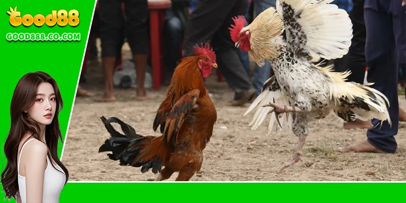 Những loại hình thi đấu thường gặp