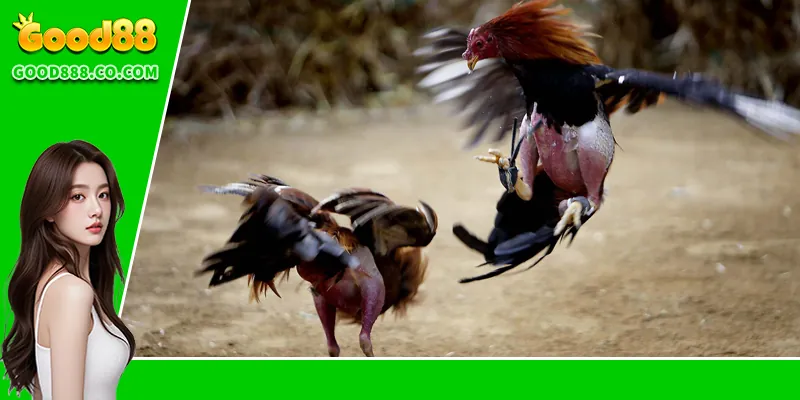 Những loại hình thi đấu tiêu biểu