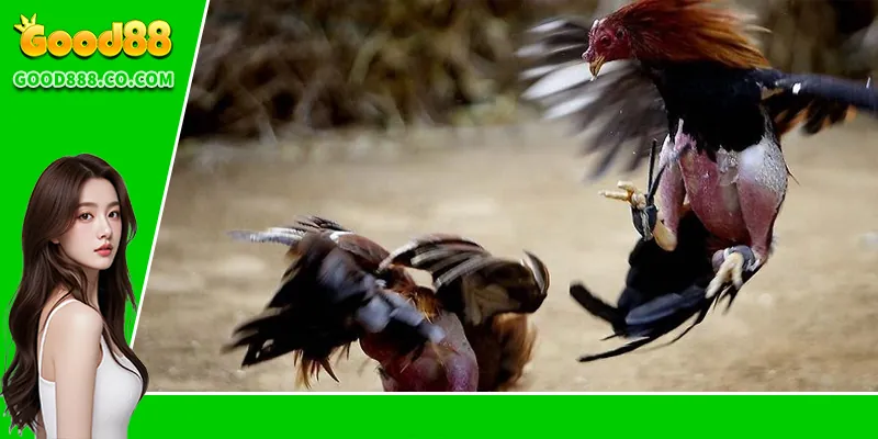 Những lợi thế khi tham gia cá cược đá gà